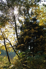 autumn. fun colors of autumn. Cold Skies Colorful Fantasy