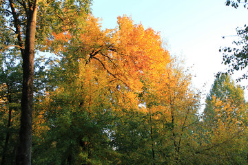 autumn. fun colors of autumn. grunge autumn fall leaves landscape