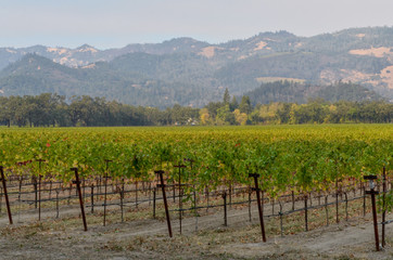 Fototapeta na wymiar vineyards of Northern California near Calistoga in Napa Valley 