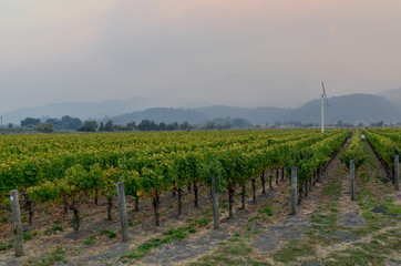 vineyards of Northern California in Napa Valley