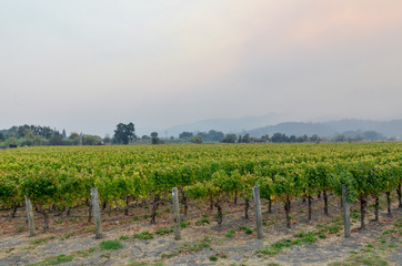 Fototapeta na wymiar vineyards of Northern California in Napa Valley