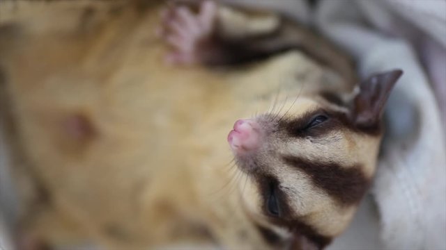 Cute sugar glider 