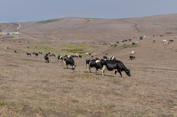 cattle grazing on the hills along Chimney Rock road at Point Reyes, California