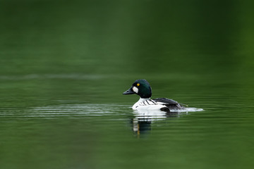 Common goldeneye swimming in a lake