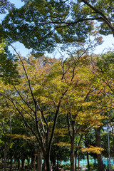 Fototapeta na wymiar Gyoda Park in autumn in Funabashi City, Chiba Prefecture, Japan
