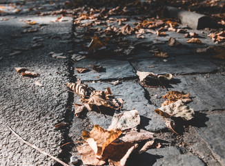 Leaves on street 