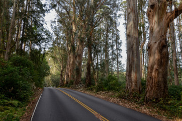 Shoreline Highway crossing eucalyptus forest near Woodville, Marin County, California