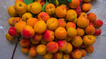 Bunches of Apricot fruits in Japan 