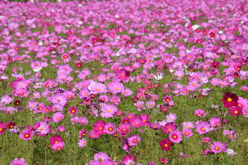 コスモス畑