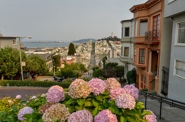 flowers of hydrangea on the side of  Lombard Street San Francisco, California