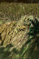 The rice straw is located on bamboo floor,Harvest rice