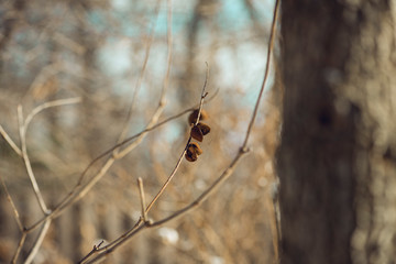 Lonely bottlebrush buckeye seed pods dangle from a branch in early morning winter light
