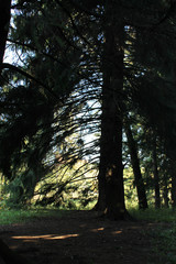 autumn. fun colors of autumn. shy sotseye makes his way with the nails mighty branches ate.