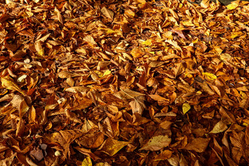 Autumn Leaves Covering a Field in Scotland