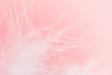 weiße feder auf rosa Hintergrund