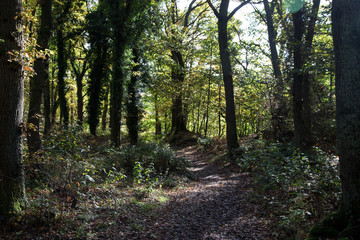 Woodland Pathway on a Sunny Autumn Morning