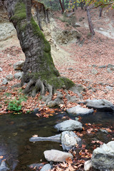 Roots of tree near river, autumn landscape. 