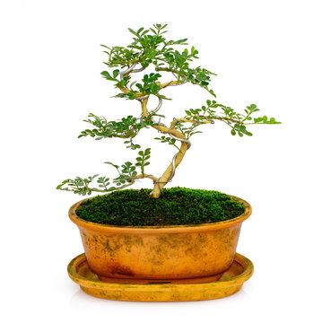 Image of mini bonsai in the pot tree on a white background. They were arranged from seedling of Carmona retusa and Feroniella lucida.