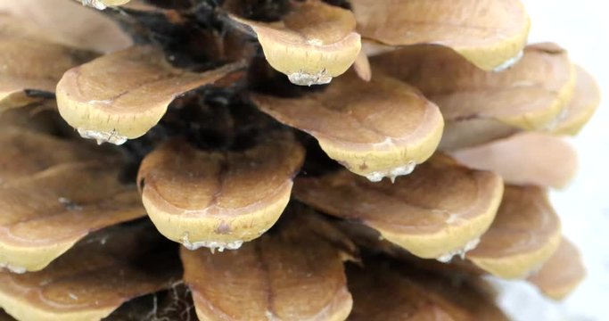 Rotating pine cone close up