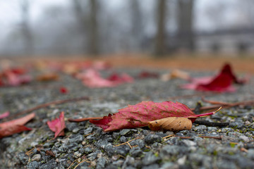 Red fallen autumn leaves on grey surface in the park