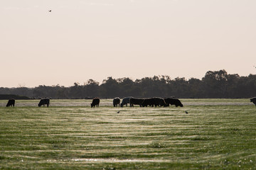 angus cattle