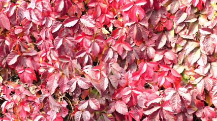Red leaf texture. Leaf texture background. Autumn background.