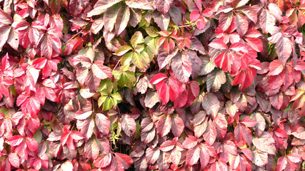 Red leaf texture. Leaf texture background. Autumn background.