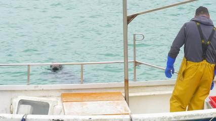A seal watching a Cornish fisherman unload his freshly caught fish, in St Ives harbour.