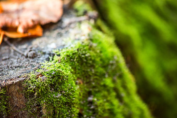 Green moss on the stump, soft focus