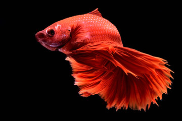 Red Betta Siamese fighting fish. Fins and tail like long skirts, half moon tail, perfect fish elegance. Fish with red color It is believed that lucky and bring good luck to the owner. Fish that are na