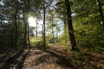 Wald Heimerdingen