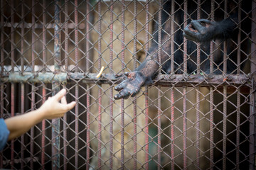 Hand of monkey receiving food from human