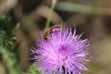 Ape su fiore 2