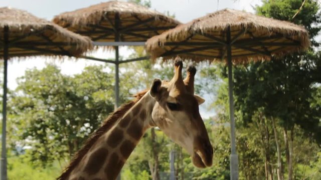 Male Giraffes up close at a feeding station on an animal sanctuary waiting to be fed in Central Thailand, Southeast Asia