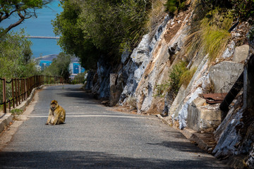 The famous apes of Gibraltar
