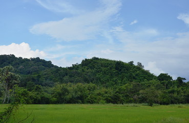 mountain and paddy field on sunny day