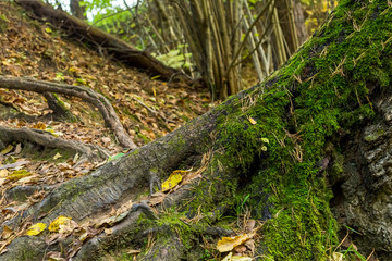 roots large tree branched powerful roots covered with green moss hill forest scenic design