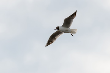 Fototapeta na wymiar seagull sea bird with spread wings flight high in the sky leaden gray before the storm