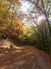 Autumn Nature in Colors