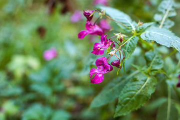 Pink flowers in the forest. Wild nature