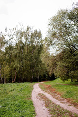 Fototapeta na wymiar Path in the wood or park.Autumn season