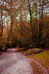 Obraz premium Path in the wood or park.Autumn season