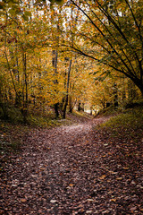 Obraz premium Path in the wood or park.Autumn season