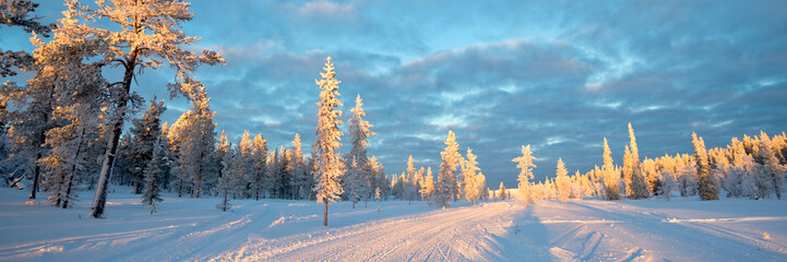 Naklejka premium Snowy panoramic landscape, frozen trees in winter in Saariselka, Lapland, Finland