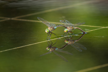 Libellen in Nizza © Thomas