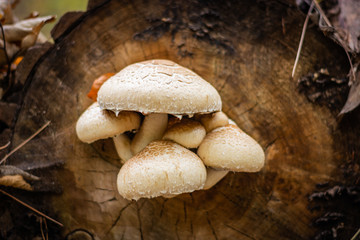 Toxic white and brown mushrooms growing on the faded tree
