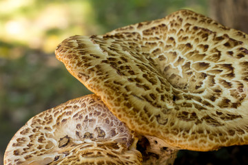 mushroom cap wild vegetable background brown mottled close-up design base on blurred green fullness