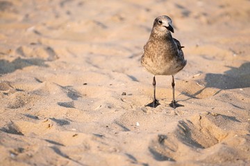Birds on the Beach
