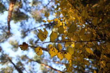 Autumn golden leaves in sunlight
