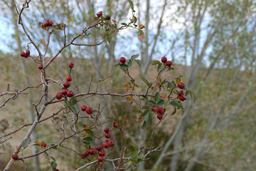 ripe rosehip berries,ready for making tea, rosehip fruit from medicinal fruits, fruits of vitamin c store
